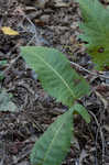 Prairie rosinweed